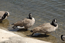 geese_canada_19