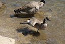 geese_canada_21