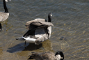 geese_canada_26