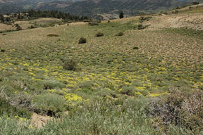 Desert buckwheat sulfur flowers on the sweetwaters