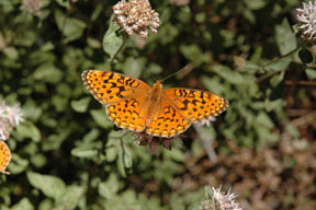 Mountain Fritillary butterfly on the Slickrock Trail