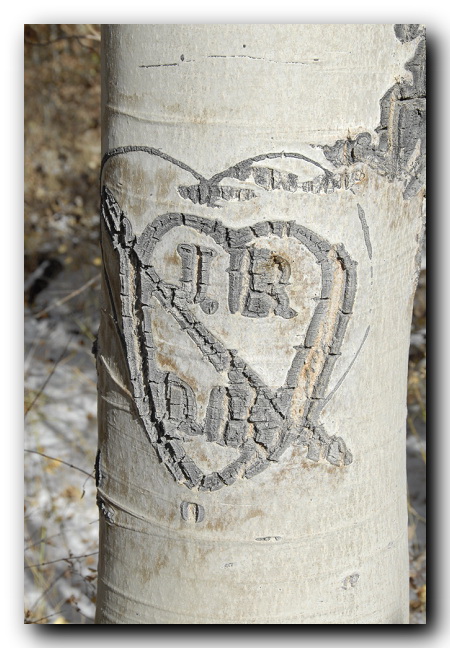 Aspen Tree Carving of love heart