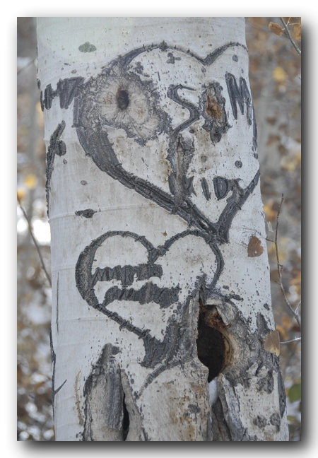 Aspen Tree Carving of love heart