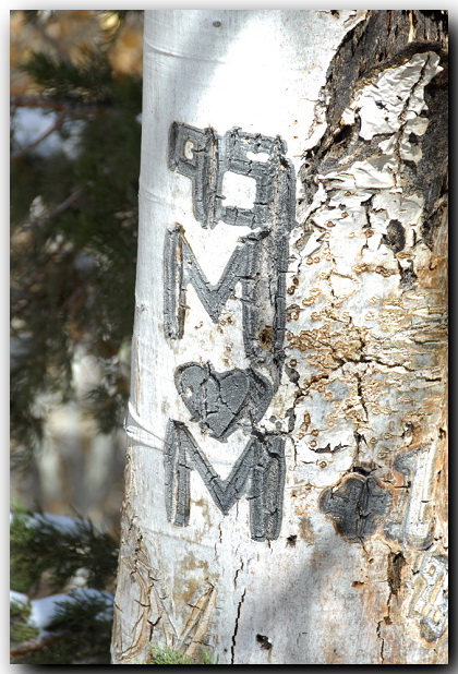 Aspen Tree Carving of Mom