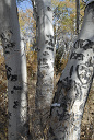 Aspen Tree Carvings, Monitor Pass