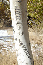 Aspen Tree Carvings, Monitor Pass