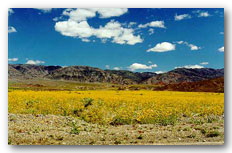 Yellow Gold Fields of Death Valley in full bloom