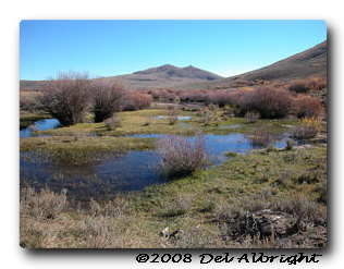Warm Springs pond in desert outside Elko, Nevada