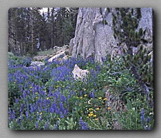 Lupine flower field, Sierra Nevada Mountains