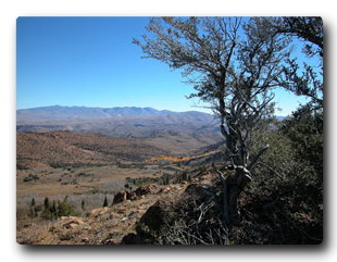 Tree and desert scene near Elko, Nevada