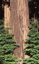 Redwood tree bark and young redwood trees