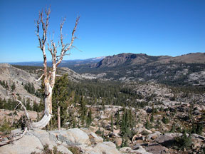 Snag tree overlooking high Sierra Nevada Mountains