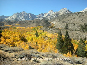 Fall colors near Bishop, CA with Mt. Tom in background of the Sierra Nevada