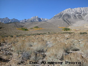 Sagebrush basin with Mt. Tom of the Sierra Nevada