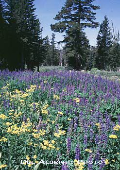 Alpine Flower field with lupines and other wildflowers
