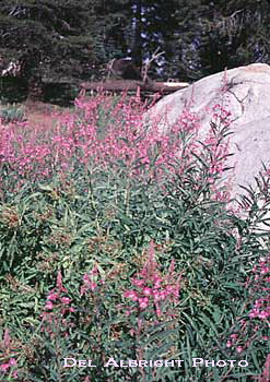 Fireweed flower patch in Sierra Nevada