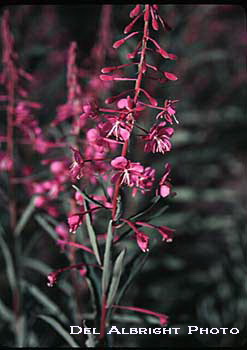 Fireweed flower close up