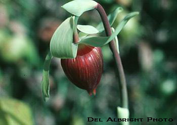 Pitcher Plant Bloom, Sierra Nevada