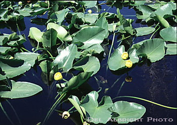 Lilly pad blooms on pond