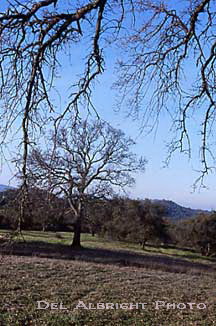 Oak trees and branches in Calaveras County