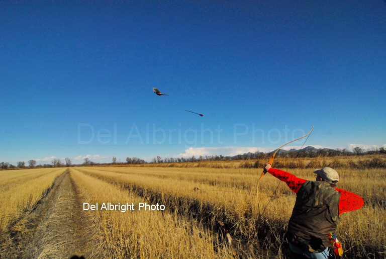 Arrow in mid-flight aimed at flying pheasant