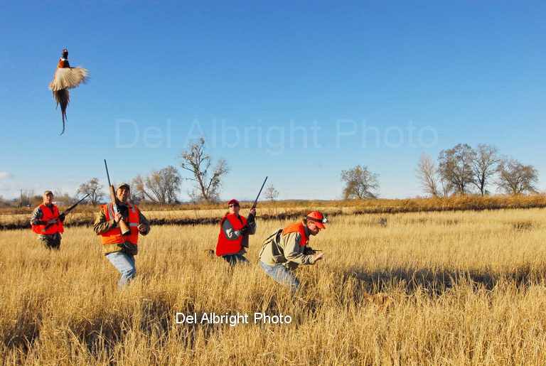 Pheasant flushes behind group of hunters