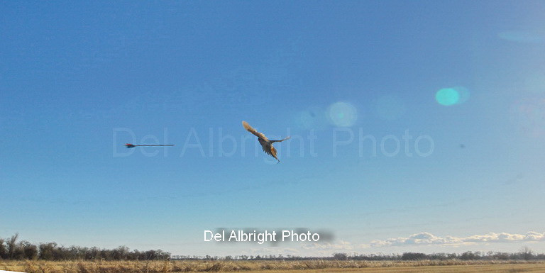 Arrow flying towards fleeing pheasant