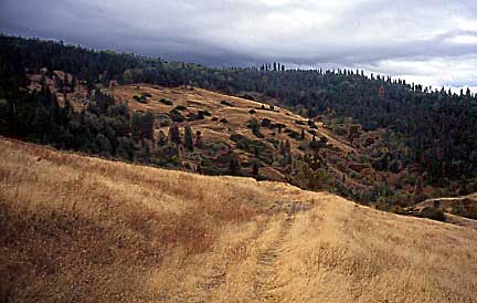 Faint trail in mountain meadow