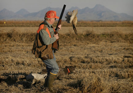 Del Albright shooting pheasants on the wing with dogs at point