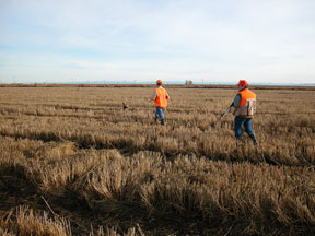 Pheasants hunting in rice field