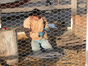 Pheasant game bird handlers in cage of private hunting club