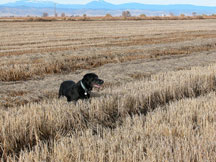 Black lab dog Mike in rice field hunting pheasants