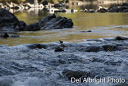 Moke River at low water with Dipper bird on rock