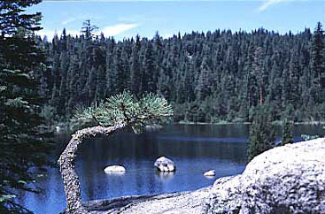 Gerle Creek Reservoir and pine tree