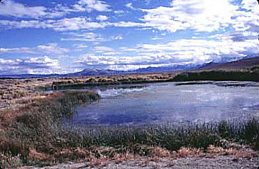 Marsh and sagebrush, eastside Sierra Nevada Mountains