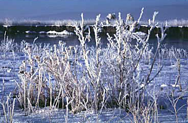 Frozen marsh with ice on brush