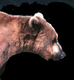 Wildlife and birds, including Alaskan Brown Bears