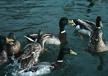 Mallard ducks on pond