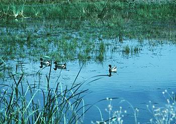 Mallard ducks in marsh