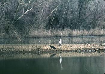 Bird: Great Blue Heron on shore of pond