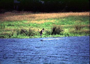 Osprey fishing in lake