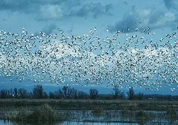 Snow geese (thousands) in flight taking off from pond.