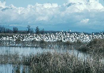 Snow Geese taking off from pond by the thousands