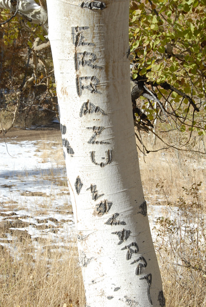 Aspen Tree Carving of name