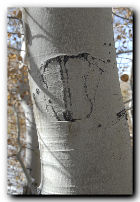 Aspen Tree Carving and branch scar