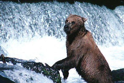 Alaska Brown Bear fishing in waterfall of Katmai National Park