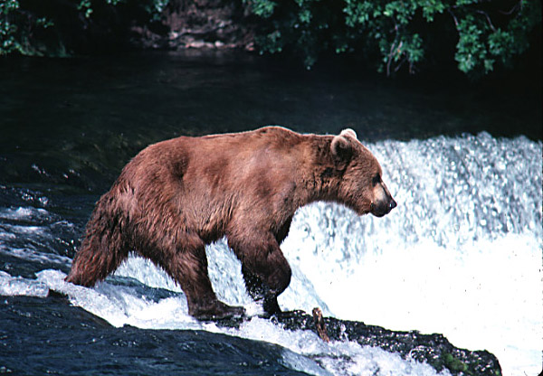 Alaska Brown Bear fishing in waterfall of Katmai National Park