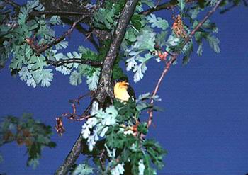 Goldfinch in tree