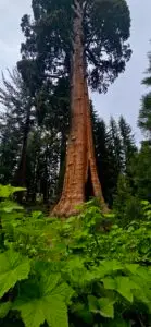 Giant Sequoia Tree