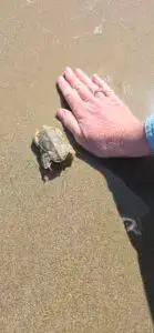 Hand next to spiny sand crab